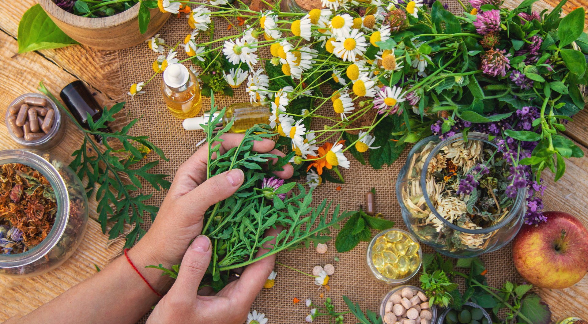 Medicinal herbs and flowers in hands. Selective focus.